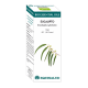 Bio Essential Oil Eucalipto · Equisalud · 10 ml