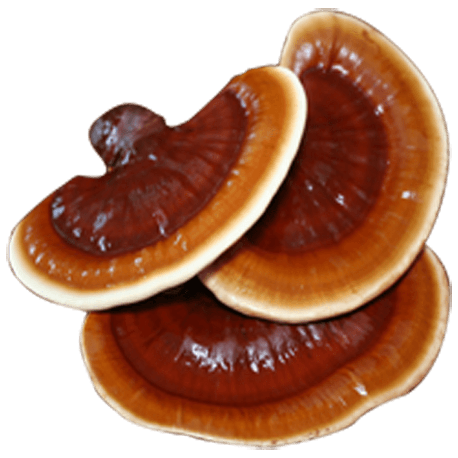 8 Beneficios Del Reishi Herbolario Salud Natural 8-beneficios-del-reishi-herbolario-salud-natural