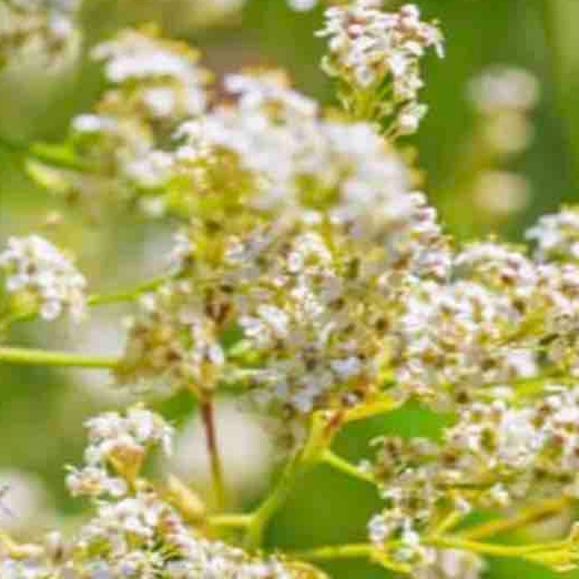 Propiedades de la Hierba Rompepiedras