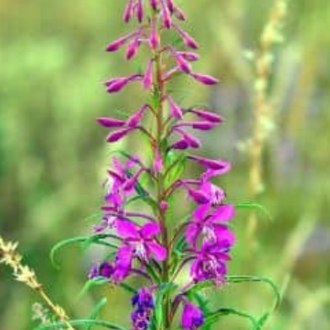 Beneficios del Epilobio para la próstata