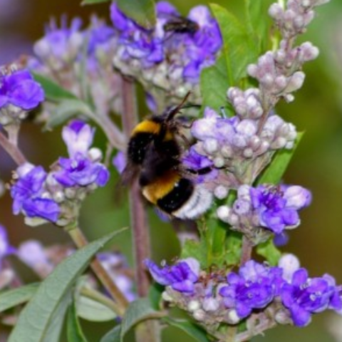 ¿Para qué sirve el vitex agnus castus?