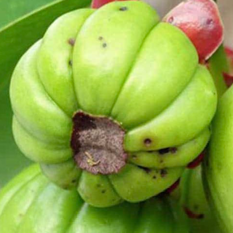 garcinia cambogia y l carnitina para que sirve Propiedades medicinales de – Herbolario Salud Natural Oily/ Combination skin Buy OZiva Glutathione Builder Flavor:Bahama Breeze