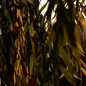 ¡Descubre los poderes de la corteza de sauce!