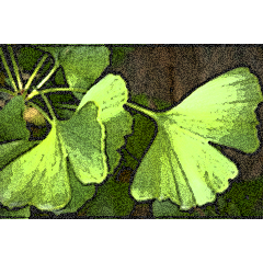 Ginkgo Biloba