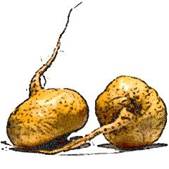 Maca