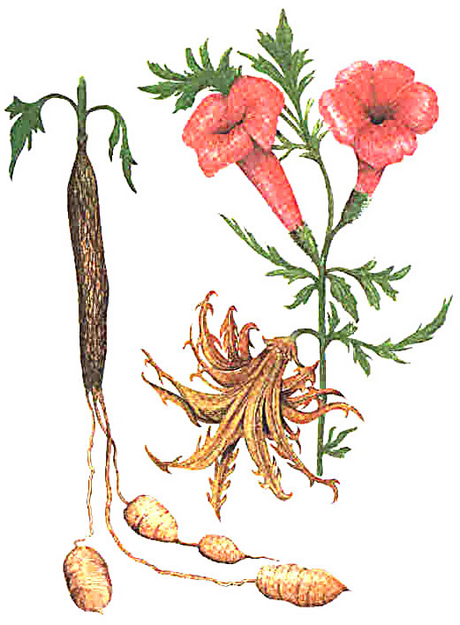 Harpagofito
