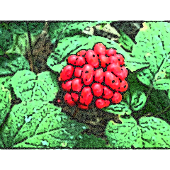 Ginseng