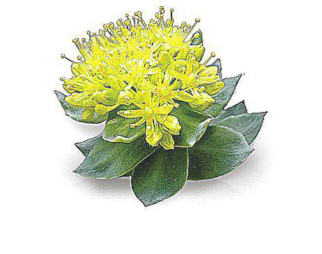 Rhodiola