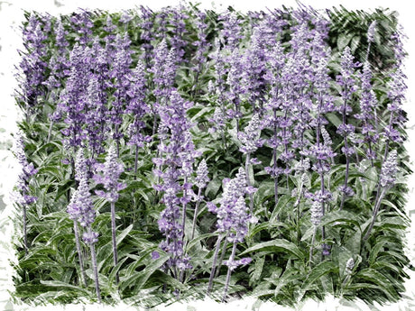 Salvia