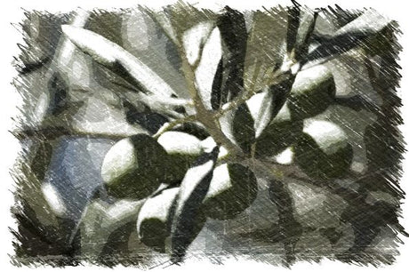 Olivo