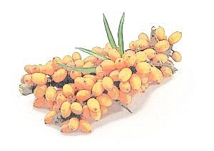 Omega 7