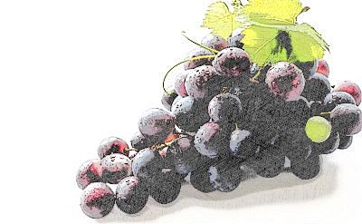 Resveratrol