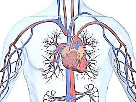 Salud cardiovascular