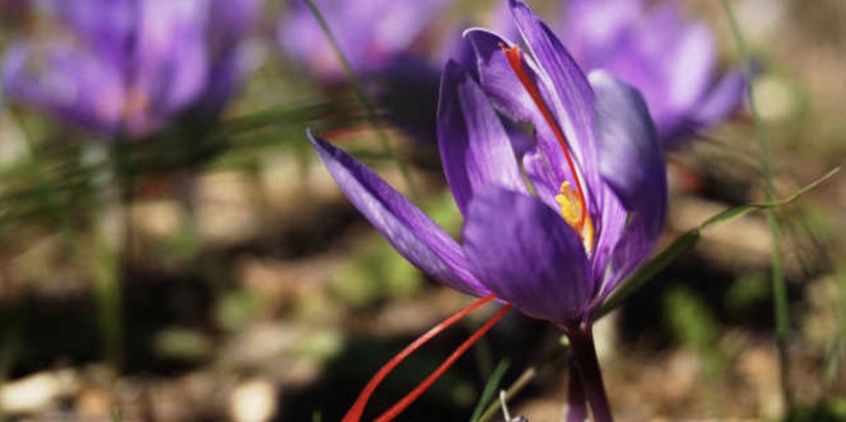 que es el crocus sativus,para que sirve el crocus sativus,propiedades del crocus sativus,beneficios del azafran,donde compra azafran,herbolario online,herbolario,productos naturales