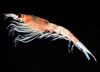 El Krill: Gran aporte de omega 3