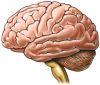 Cerebro y cognición: interés de la nutrición