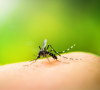 Llegan los mosquitos: algunos trucos útiles