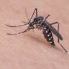 Picadura de insectos: identificar, prevenir y tratar